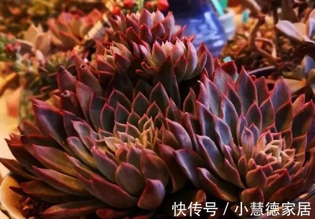 护手霜|多肉植物紫罗兰女王,用上3种护肤品,瞬间美出天际,好看