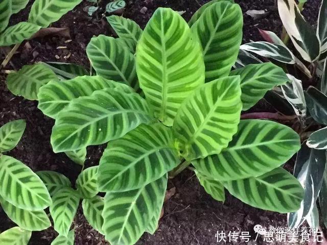 这些花千万别乱晒太阳,晒一盆死一盆