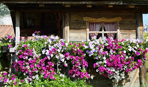 马上五一，建议家里有条件的，种上这三种花，一年四季爆不停！