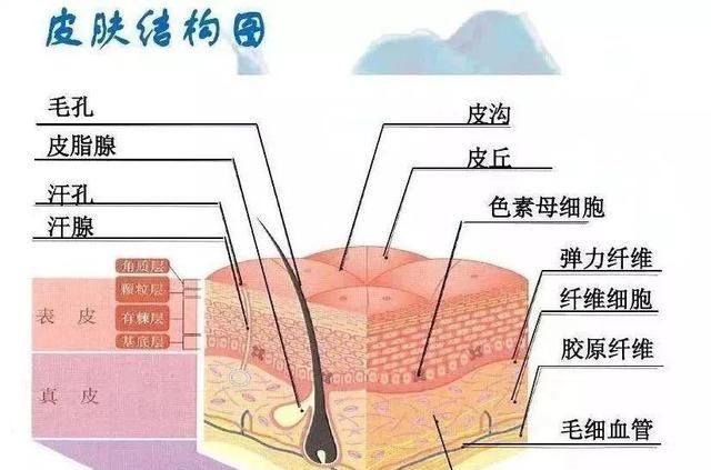 汗腺|健康辟谣｜运动多出汗可以疏通毛孔？别再被骗啦