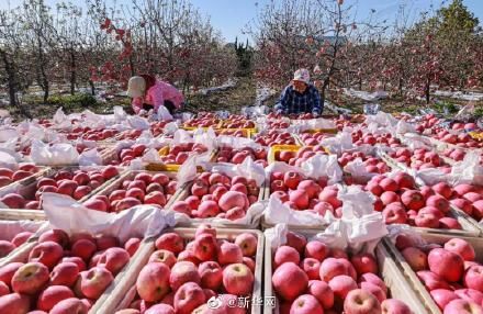 霜降&今日霜降，丹枫如火