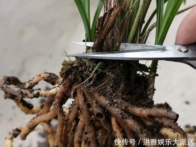 兰花怎么修剪整容三步骤三注意,兰友掌握就不难