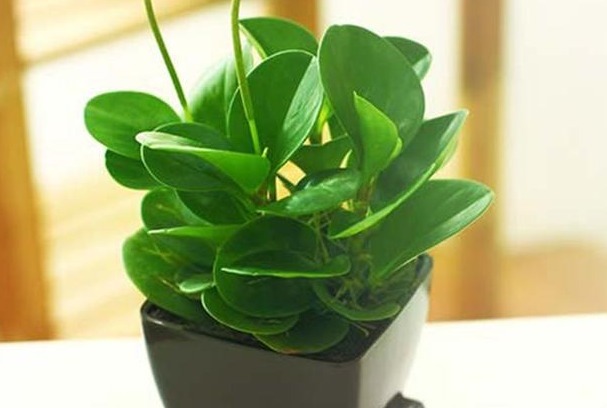 此花象征着公平公正,净化空气防辐射,电脑桌旁很常见!