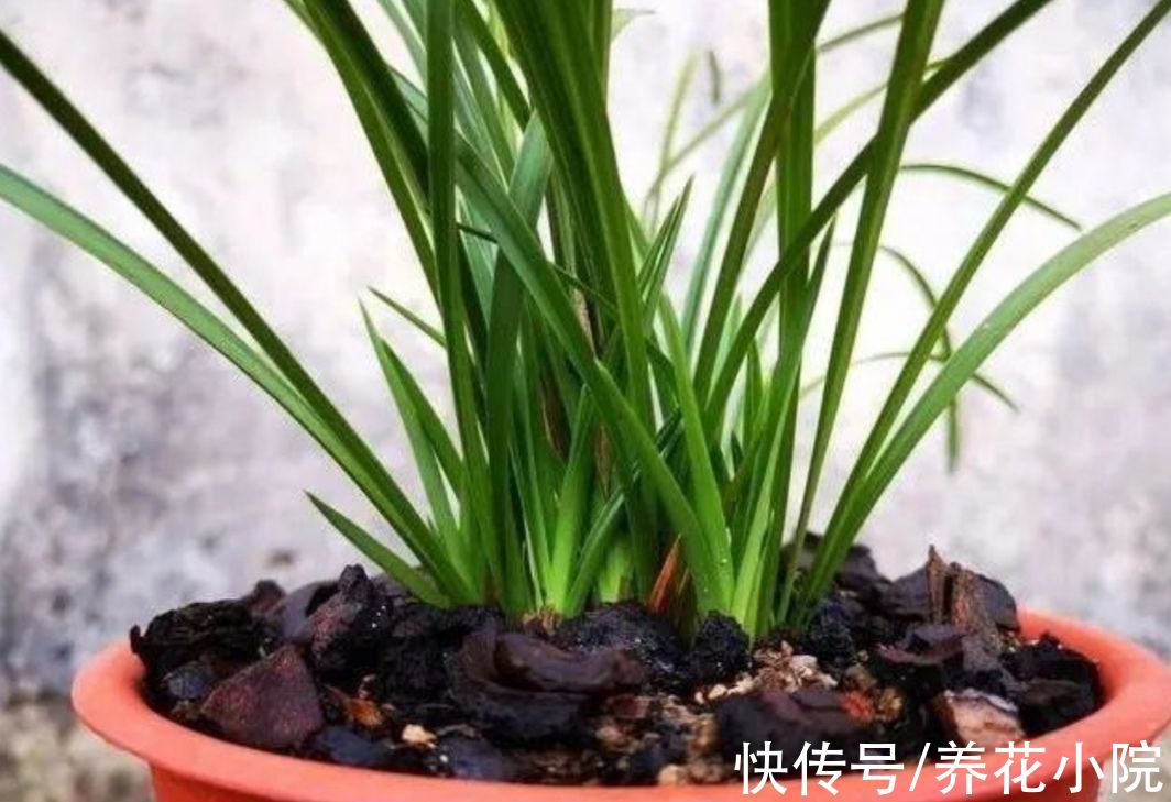 秋天养兰花，掌握4个“小技巧”，植株长势旺，更容易开花