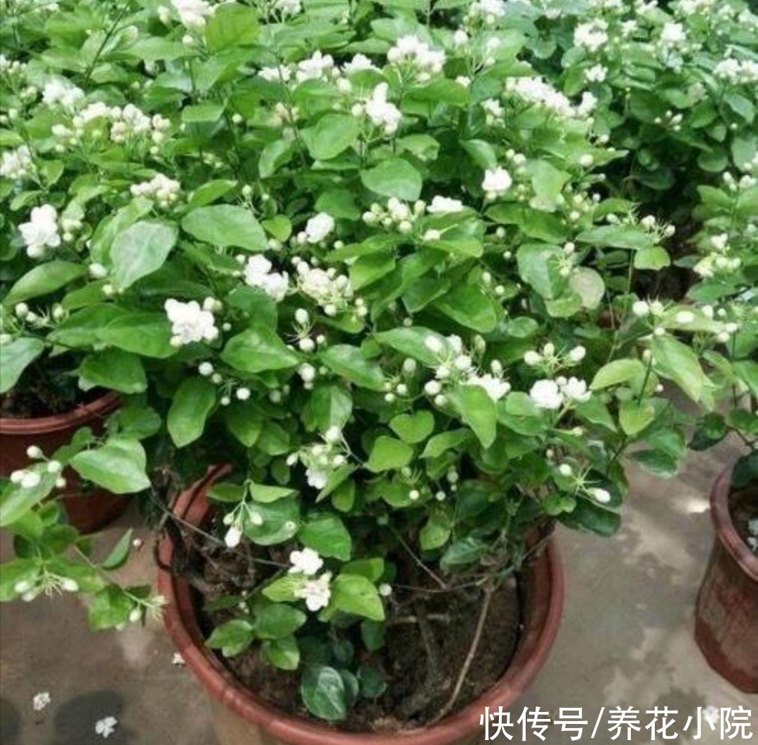 枝条|夏天养4种花，耐热、耐晒，开花多又勤