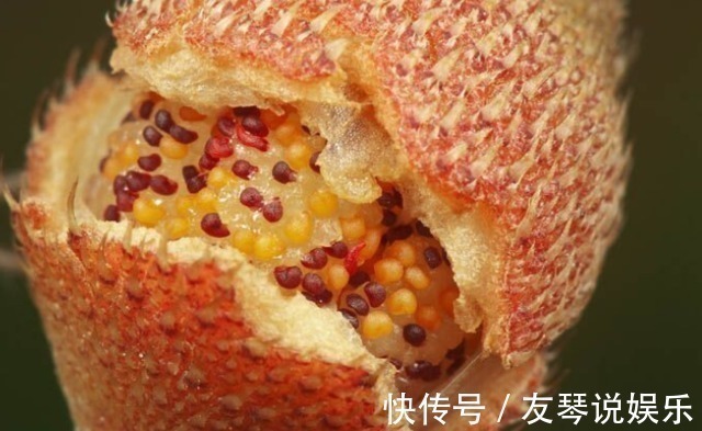 野果|农村有这么一种漂亮的野果,好吃又可以泡酒,还是庭院盆栽植物!