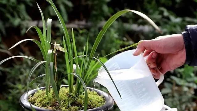 养兰花不能乱浇水,不然烂根又落花,越养越糟心