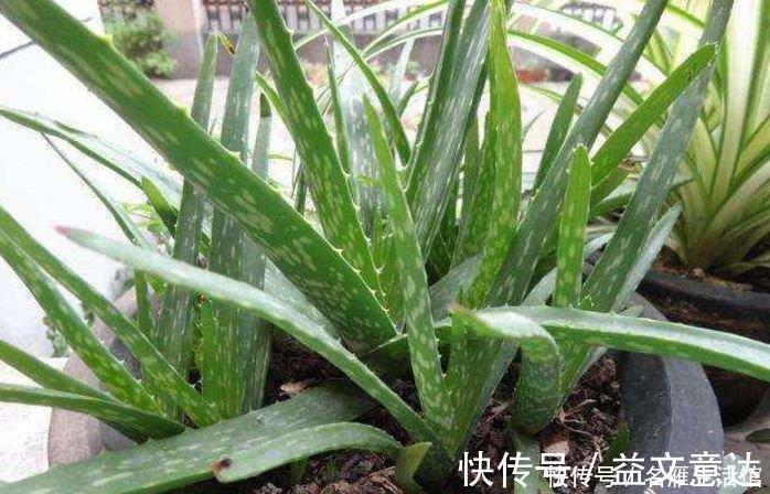 浇水|家里就养4种花，耐旱又耐晒，招财纳福，好运天天到