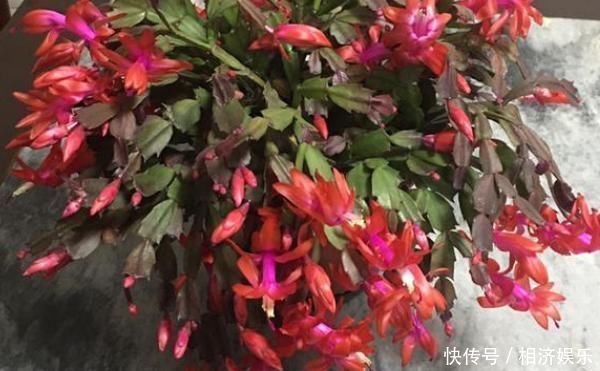 蟹爪兰|家中有这两种花的注意，之前没剪的现在可以果断剪，不然就太晚