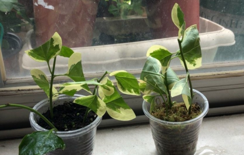 养花|养花2种扦插方法,掌握“关键点”,扦插不再难,扦插一棵活一棵