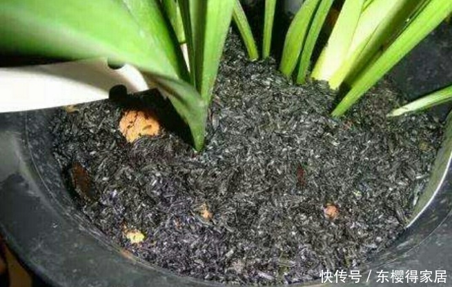 常收集树皮、草木灰养花,省钱又高效,还能多点乐趣