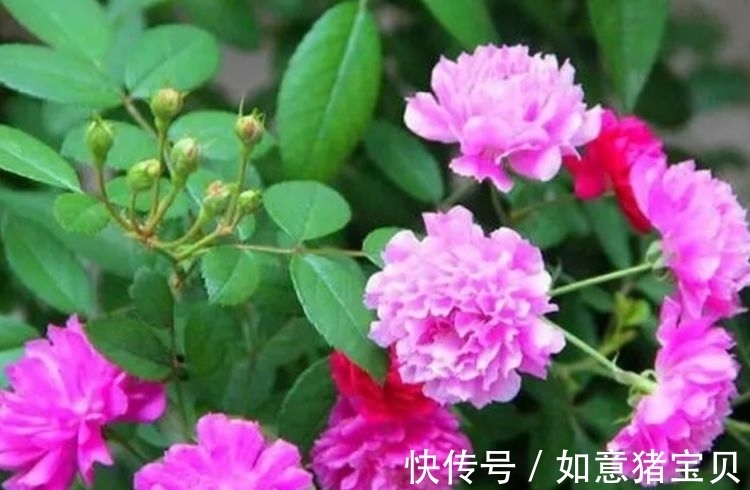 家里养这几款花卉，娇小不占地，便宜又好养，10元2盆