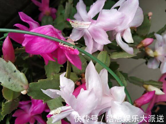 仙人掌|怎么知道仙人掌嫁接的蟹爪兰已经存活嫁接蟹爪兰提高成活有绝招
