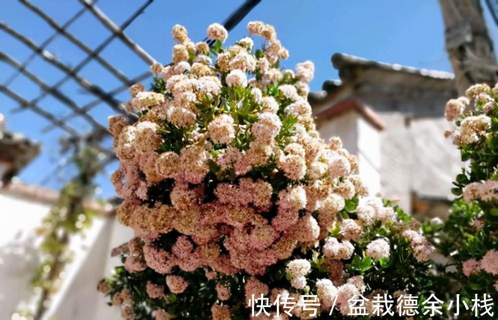 公认好养的“健康花”，建议至少养一盆，个个都是“净化小能手”