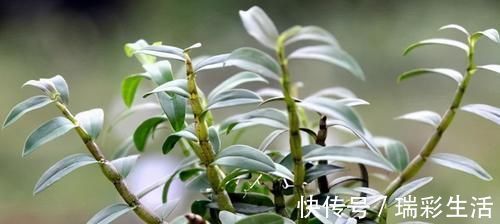 免疫力|聪明的人都爱吃3种食物,补充营养,提高免疫力,缓解血管硬化