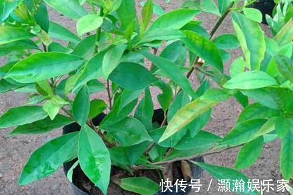 茉莉花开花少，这不是问题，教你几招，花枝都是花苞