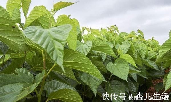 身体|桑叶又称“神仙草”，坚持用桑叶泡水喝，身体会尝到4个“甜头”
