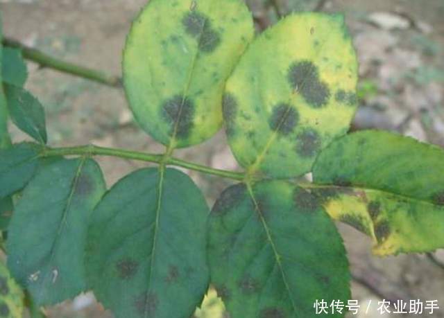 花药|家里有小孩的,养花注意了,有些花药不要用了,介绍几个无毒的药