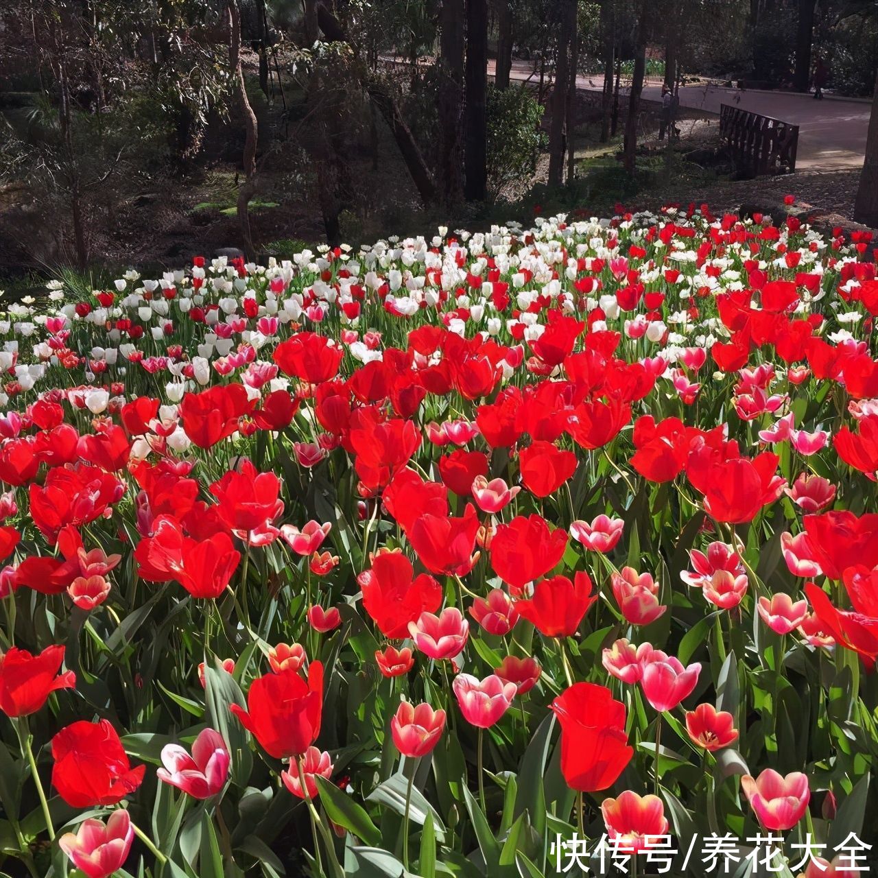  养在卧室里|5种花香气袭人，好看好养，但是千万不能养在卧室