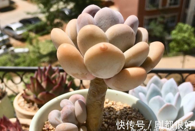 多肉|想打造多肉十里桃林?别只盯着桃蛋,此8个品种也许更合你的口味