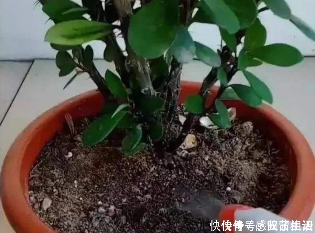 养不好花的人,都有4个“坏习惯”,及时改掉才能把花养好