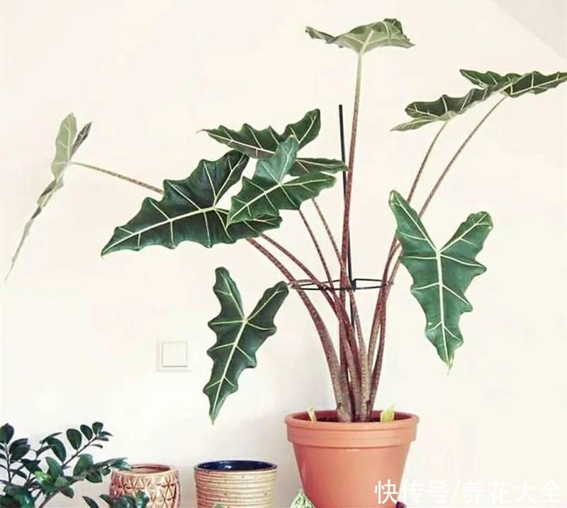 琴叶榕|大叶子耐阴花，室内一定养，叶子比脸大，真凉快