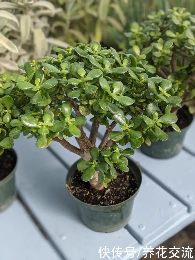 玉树|新手养好盆栽多肉的几个秘诀，选些好养的品种也是极其关键的