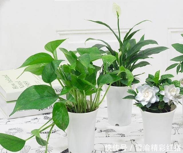 便宜又好养,最容易爆盆的花卉植物,轻松享受植物爆盆的魅力