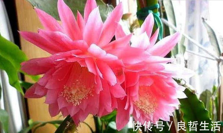 如此漂亮的“4种花”，花朵大花期长，比牡丹还美，年年开花美翻