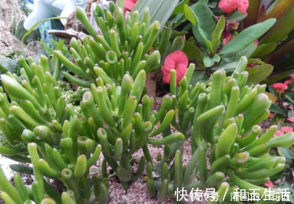 4种花有灵性，平时难开花，一有好事就开花，养过的人都说好