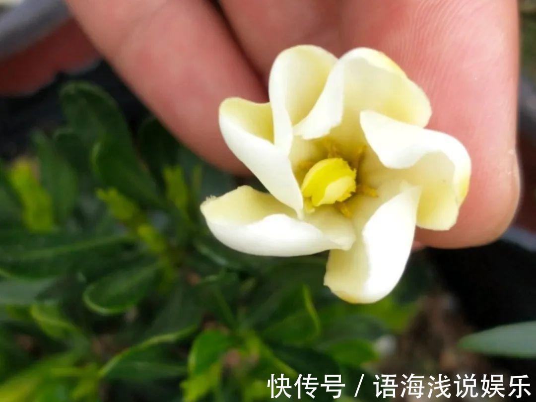 君子兰越小越值钱,养了4年,只有硬币大!