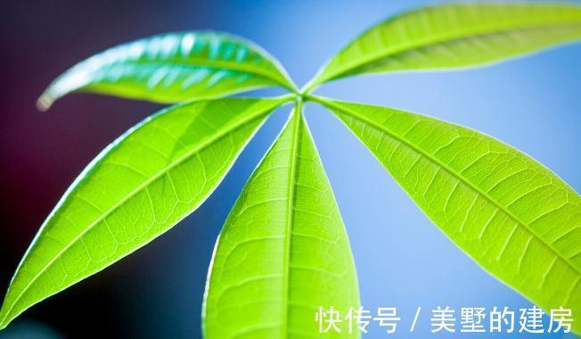旱鸭子|5种“旱鸭子”花,容易被浇死,越不搭理长得越好,勤快人养不好
