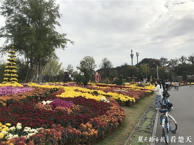  大立菊|菊展花浪排山倒海！