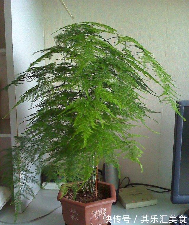 家中养“5种竹”,富贵不俗,护家祥瑞,好日子节节高升