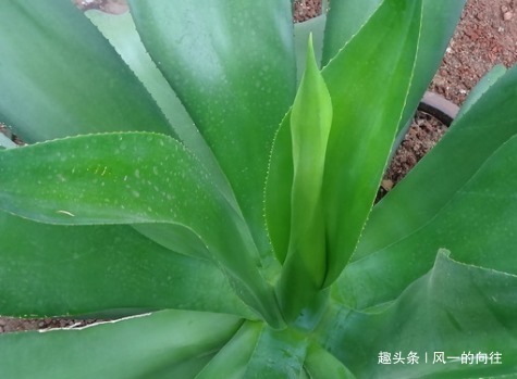 家养|家养虎皮兰总是长不好学会这三个小技巧,蹭蹭止不住的往上长