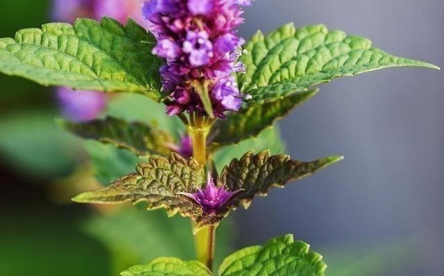 植物|4种花草也“相克”，难怪怎么都养不好，原来被“克”住了！