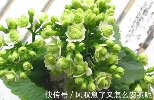 最罕见的花卉，花色新奇，好养易活，是一款爆盆神器，值得拥有