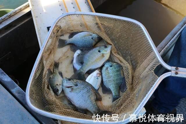 太阳鱼|一胎产上万只，5天孵化，四川多地发现大量太阳鱼，它有多可怕？