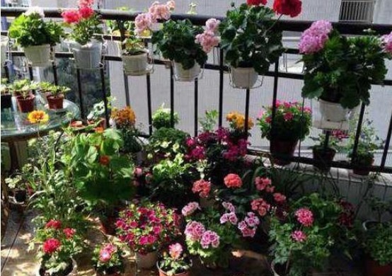 怎么养护盆栽天竺葵,学会4个小方法,一年四季都赏花,轻松爆盆