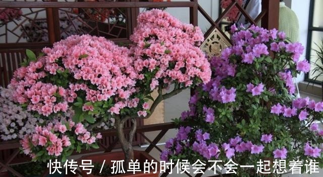 生根|“1种花”夏季扦插,一碰到土壤,“12天”长根系,1年后开满花!