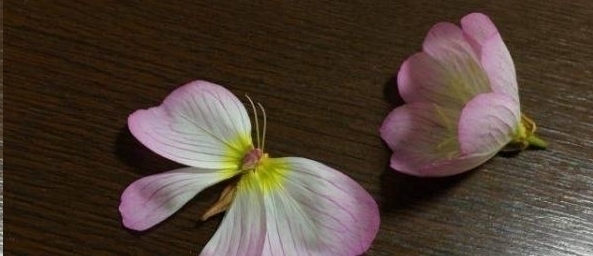 手艺&日本女网友凭借折纸裁剪手艺,将花草变成治愈人心的作品走红网络