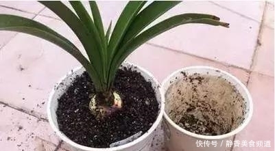 花盆|花卉换盆时,这些没做好,就等于白换了