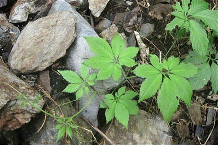 除害草|曾被当难除害草,如今被大量种植,叶子越多越珍贵,价值堪比人参