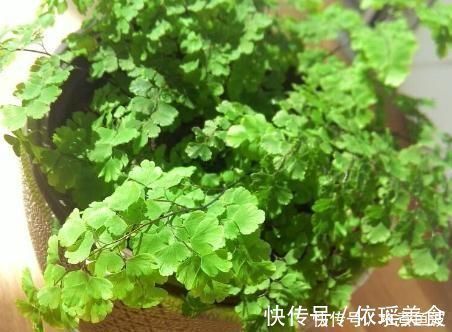 光照|室内“3种花”一见光就烂根,只要摆角落,一年四季“翠亮如春”