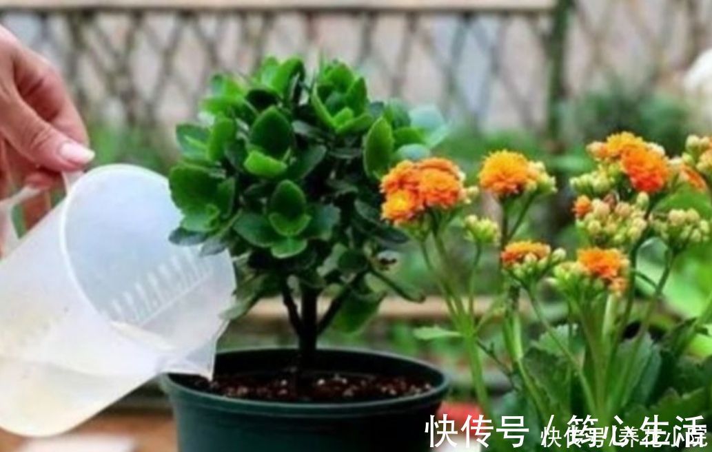 休眠|长寿花已在“休眠中”，现在就怕4件事，别去打扰它