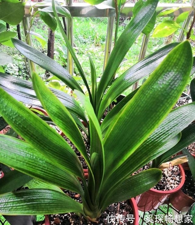 养君子兰“趁现在”,多做2件事,长成“大白菜”,一盆冒5个花箭