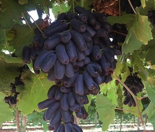 阳台不要再浪费,聪明人此样做,绿色健康,吃不完还可以卖