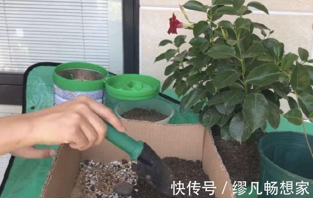 飘香藤总黄叶避开3个坑，植株长的旺，绿叶红花，开成瀑布