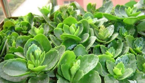  花盆|植物叶子有妙用，简单这样一处理，叶子插进花盆中，又多一盆绿植