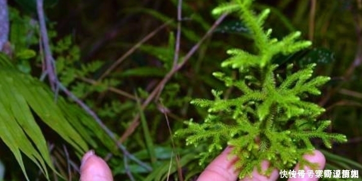 草药|俗语“筋长一寸，寿延十年”，农村这种野草，是老大夫的宝贝